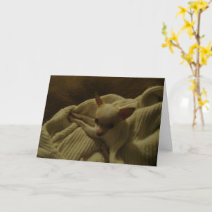 Carte de voeux Chihuahua Puppy