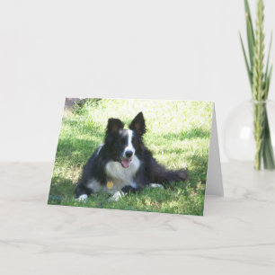 Carte de voeux Collie Bordure