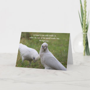 Carte de voeux Corella Friendship Quote