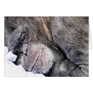 Carte de voeux CUT CHIMPANZEE