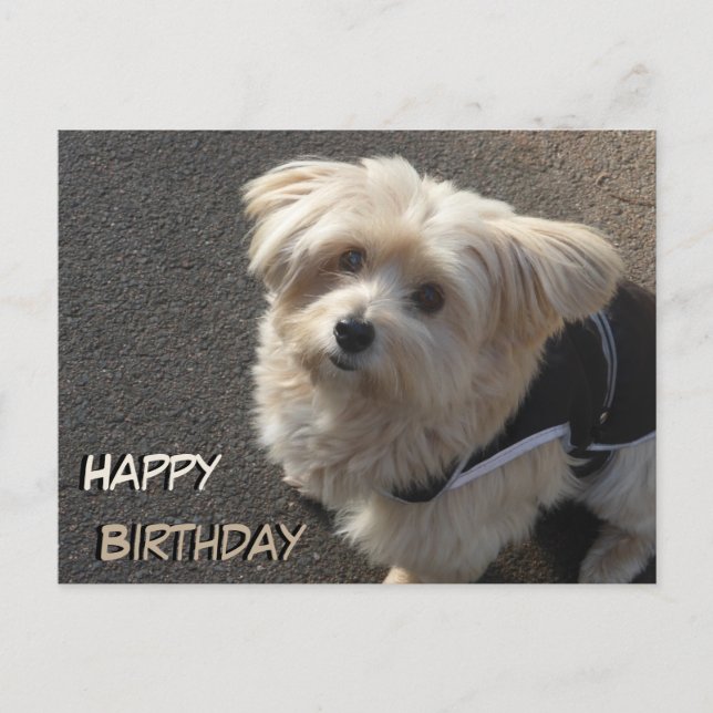 Carte de vœux d'anniversaire avec un joli petit ch (Devant)