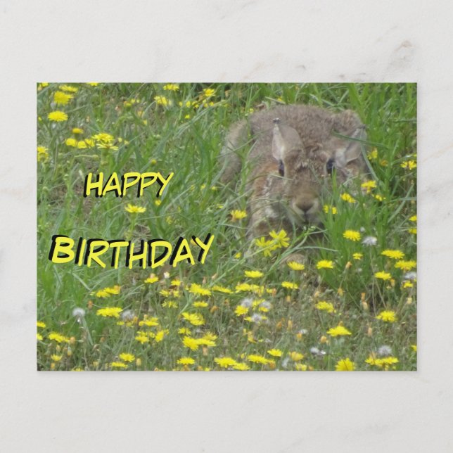 Carte de vœux d'anniversaire Lapin dans un champ d (Devant)