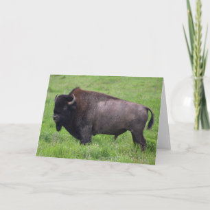 Carte de voeux de Bison Buffalo Wildlife
