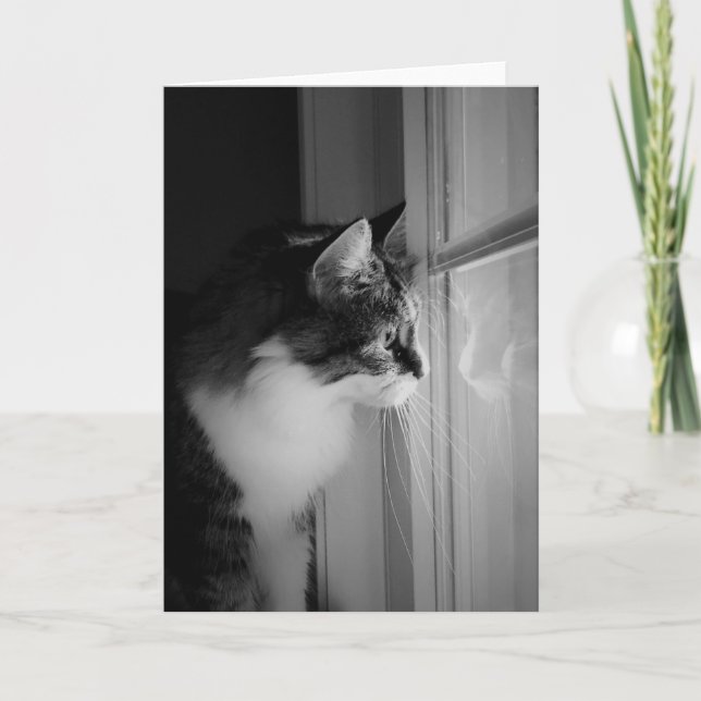 Carte de voeux de blanc de réflexion de chat (Devant)