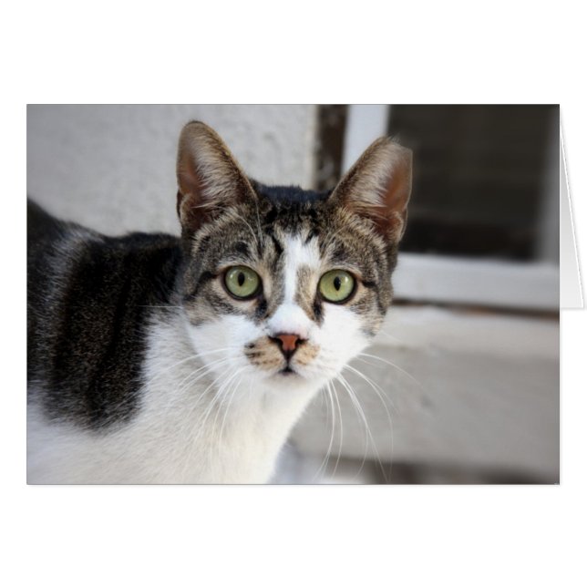 Carte de voeux de chat (Devant horizontal)