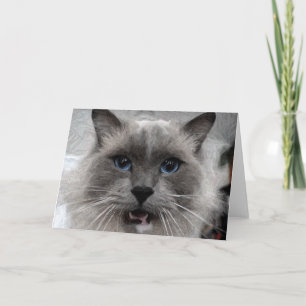 Carte de voeux de chat