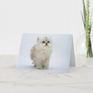 Carte de voeux de chat