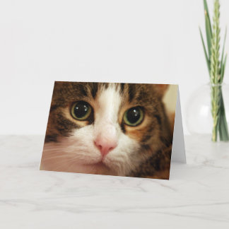 Carte de voeux de chat