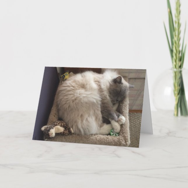 Carte de voeux de chat de Ragdoll (Devant)