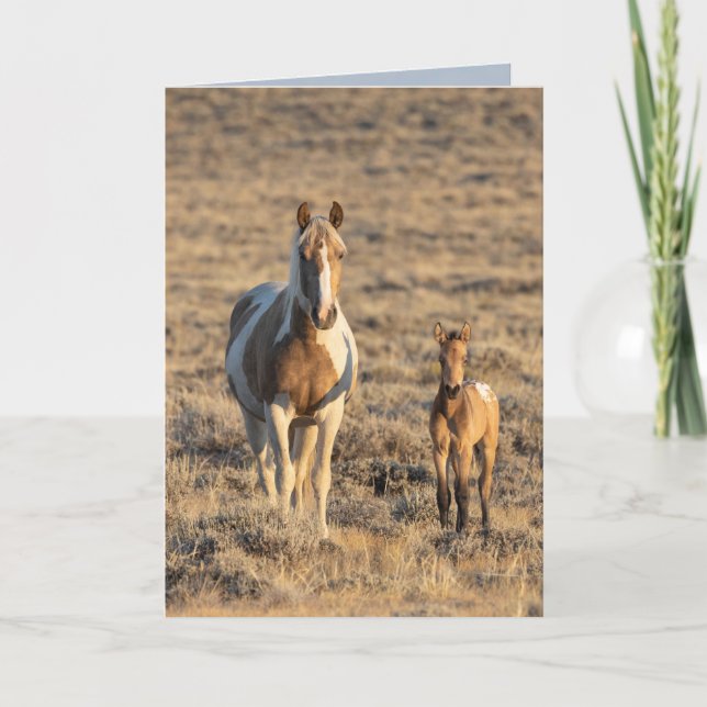 Carte de voeux de Cheval Sauvage - Grace et Donata (Devant)