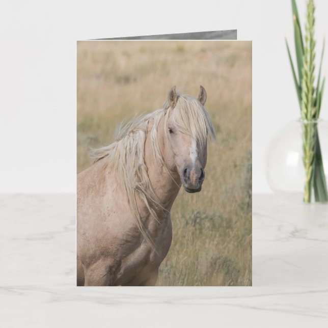 Carte de voeux de Cheval sauvage - Stallion du Pal (Devant)