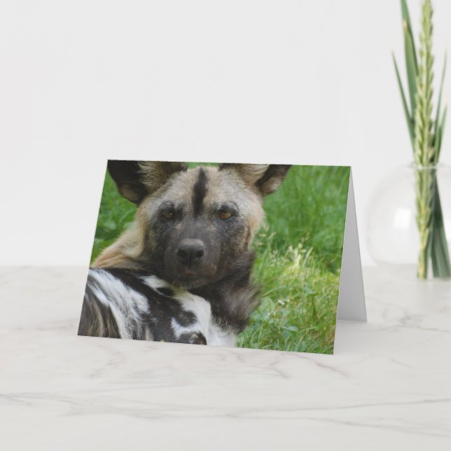 Carte de voeux de chien sauvage africain (Devant)