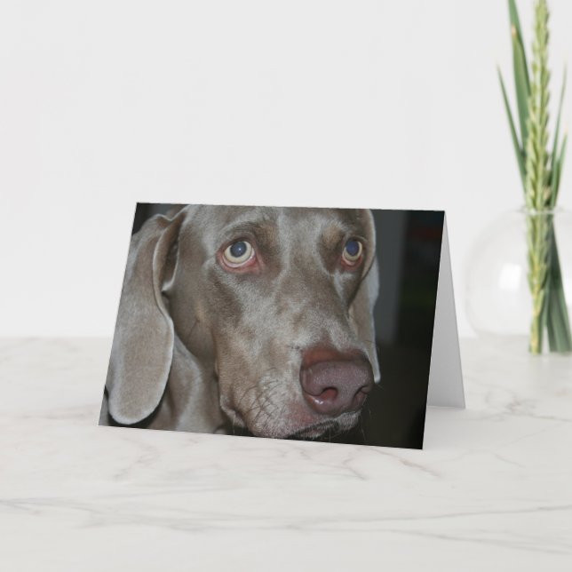 Carte de voeux de chien Weimaraner (Devant)