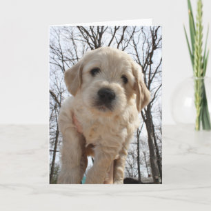 Carte de voeux de chiot de Goldendoodle