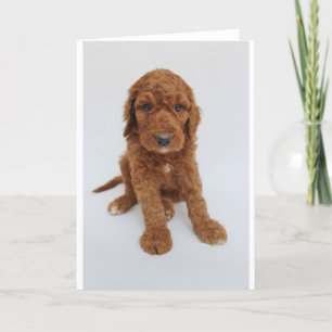 Carte de voeux de chiot de Goldendoodle