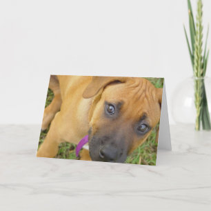 Carte de voeux de chiots de Rhodesian Ridgeback