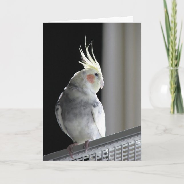 Carte de voeux de Cockatiel (Devant)