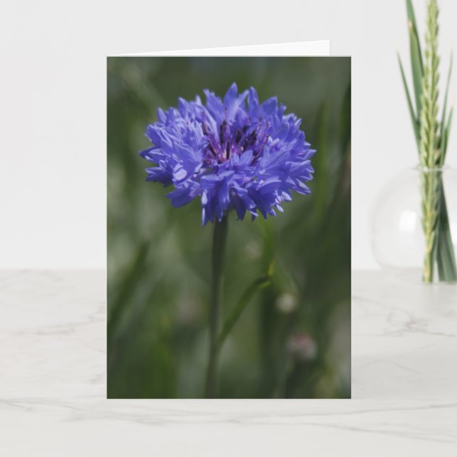 Carte de voeux de Cornflower violet (Devant)