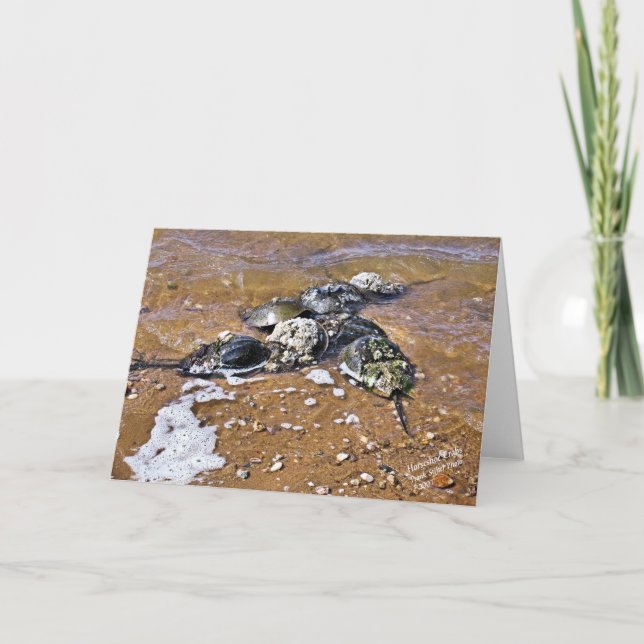 Carte de voeux de crabe en fer à cheval - blanc (Devant)