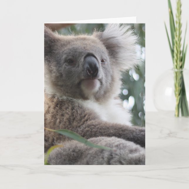 Carte de voeux de faits d'ours de koala (Devant)