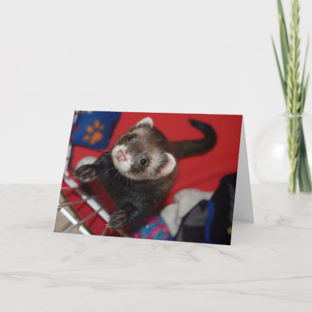 Carte de voeux de furet (Devant)
