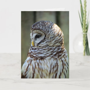 Carte de voeux de hibou (0711)