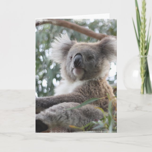 Carte de voeux de koala (Devant)