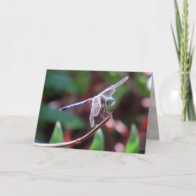 Carte de voeux de libellules (Devant)