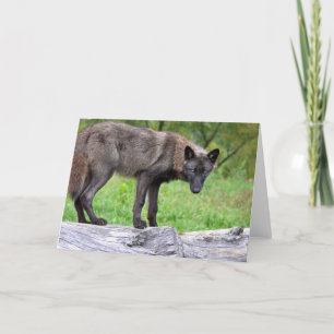 Carte de voeux de loup noir