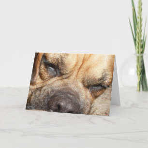 Carte de voeux de mastiff de sommeil