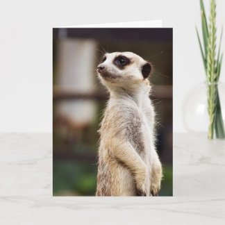 Carte de voeux de Meerkat