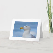 Carte de voeux de mouette
