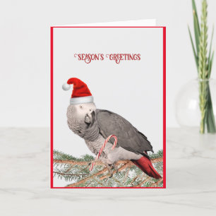 Carte de vœux de Noël pour perroquet gris africain