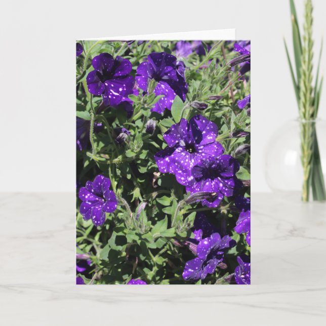 Carte de voeux de pétunia de nuit étoilée (Devant)