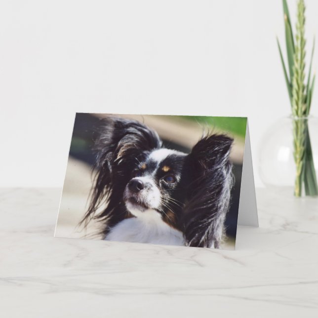 Carte de voeux de photo de chien de "Papillon" (Devant)
