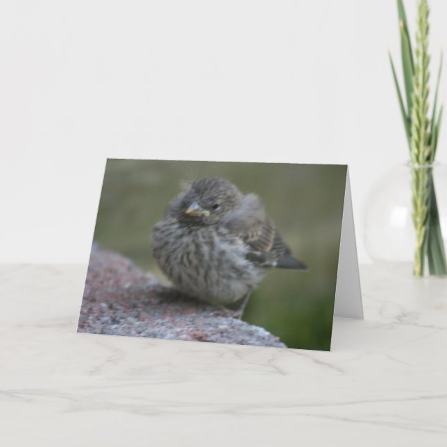 Carte de voeux de photo "de moineau de bébé" (Devant)