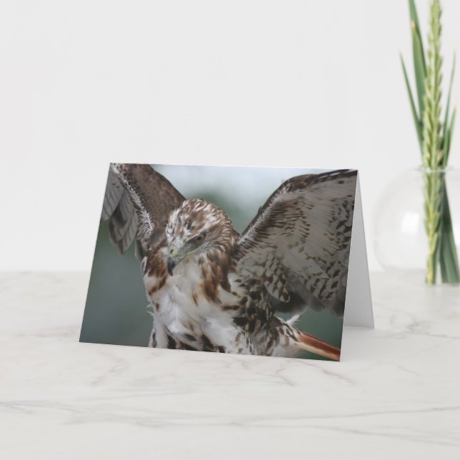Carte de voeux de photo d'oiseau "de faucon rouge (Devant)
