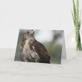 Carte de voeux de photo d'oiseau "de faucon rouge