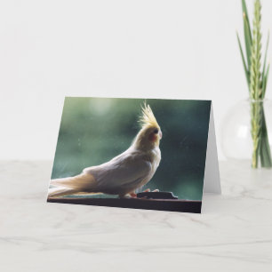 Carte de voeux de photographie d'oiseau de
