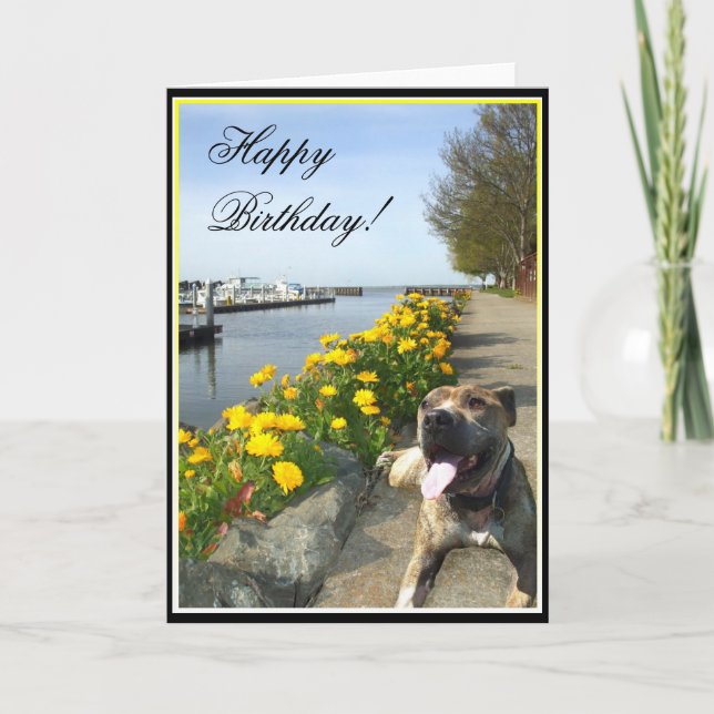 Carte de voeux de Pitbull de joyeux anniversaire (Devant)
