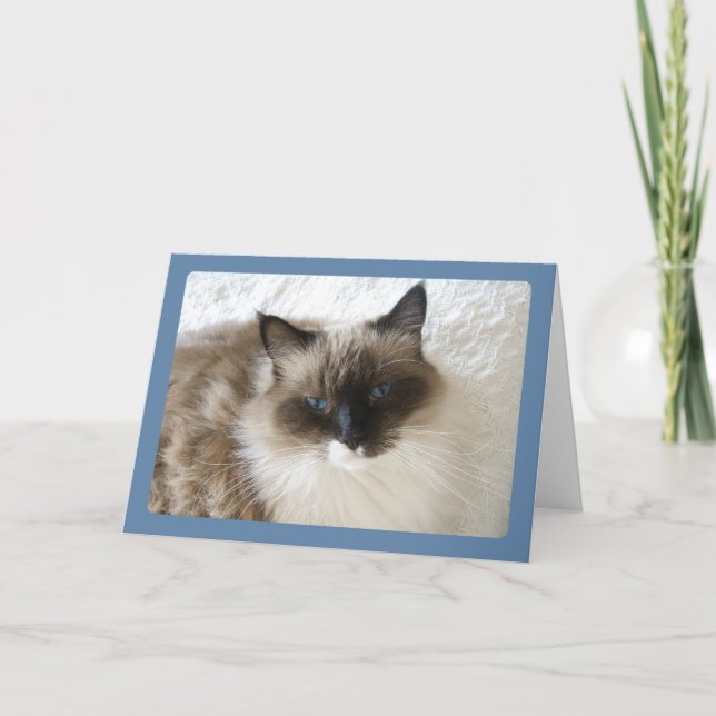 Carte de voeux de portrait de chat de Ragdoll (Devant)