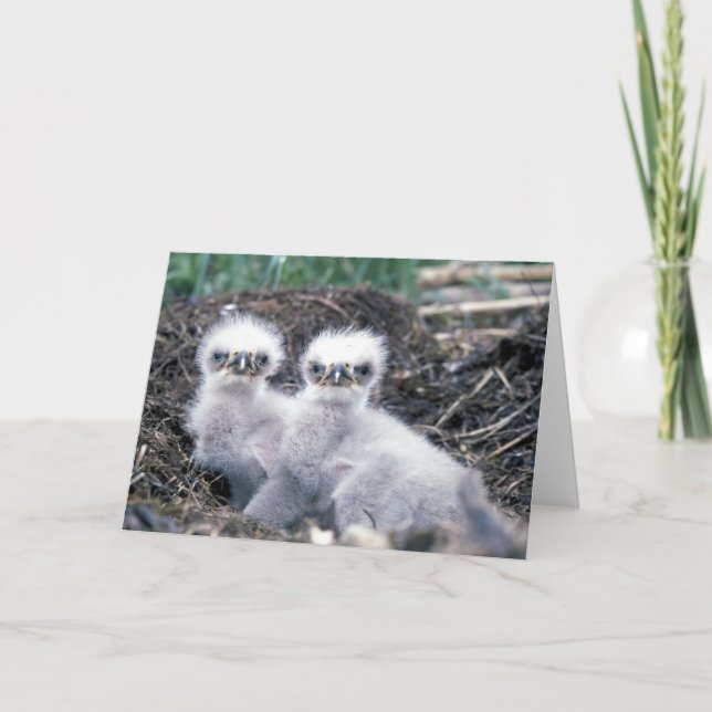 Carte de voeux de poussins d'Eagle chauve (Devant)
