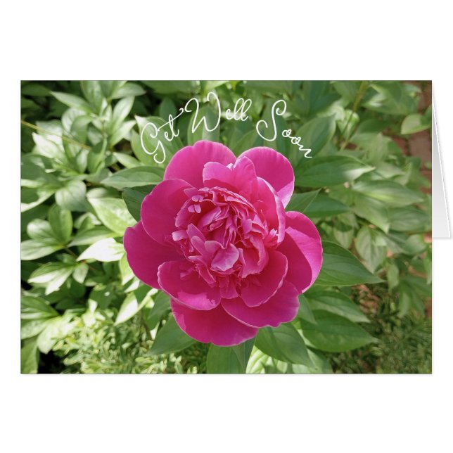 Carte de vœux de rétablissement Fleur de pivoine r (Devant horizontal)