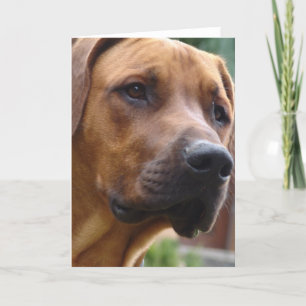 Carte de voeux de Rhodesian Ridgeback