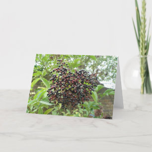 Carte de voeux de Ripening Elderberry
