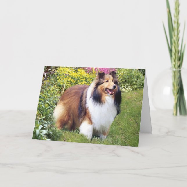 Carte de voeux de Sheltie (Devant)