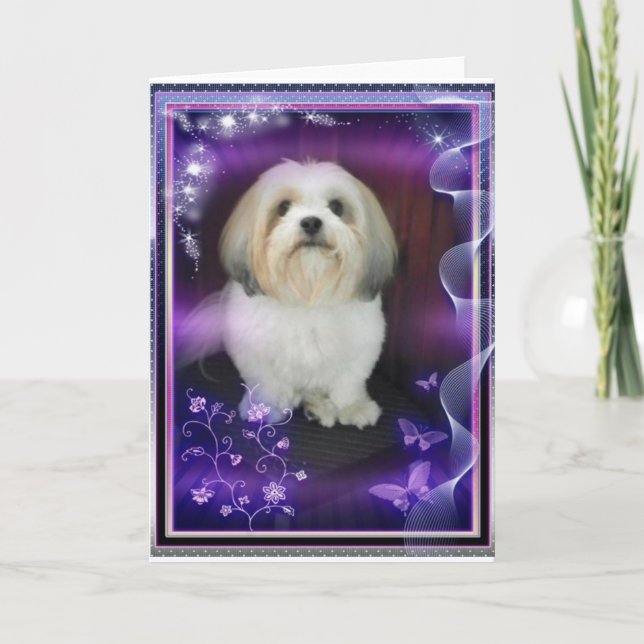 Carte de voeux de ShihTzu (Devant)