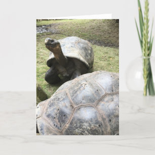 carte de voeux de tortue de Galapagos #2 (blanc à