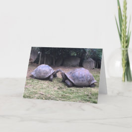 carte de voeux de tortue galapagos