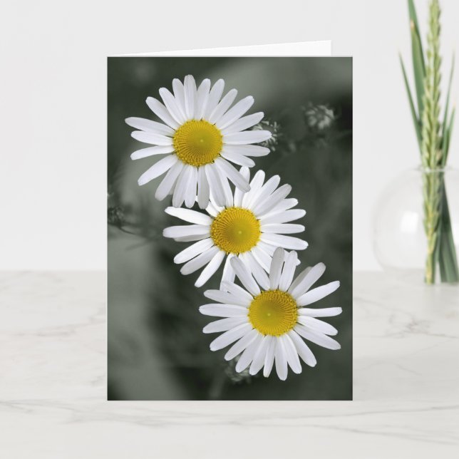 Carte de voeux de trois marguerites (Devant)